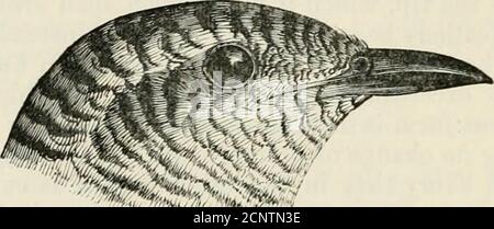 . Die Fauna von britischem Indien, einschließlich Ceylon und Burma. Schwärzliches Braun, das letztere mit Grün glossed; auf der Stirn wird das rufous teilweise durch Weiß ersetzt; Flügel-federndunkles Braun, travel äußeren Netze eng, travel inneren breit mit rufous verstrickt; Schwanzfedern dunkelbraun, mit Weiß getippt, mit Rufous umrandet, die rufous Kanten, die auf den Oberfedern bis travel äußersten wachsen, sind rufous mit unvollkommenem schwarzen Balken und ein unterterminal braunes Band; unteres Gefieder überall buffywhite, mit zahlreichen schmalen dunkelbraunen Querbalken; Seiten von Kopf und Hals die gleiche, die Ohr-Coverts rufous an Stockfoto
