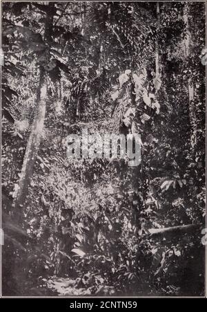 . Unsere Suche nach einer Wildnis; ein Bericht von zwei ornithologischen Expeditionen nach Venezuela und nach Britisch-Guayana . (Frontispiz) in der südamerikanischen Wildnis. UNSERE SUCHE NACH AWILDERNESS-BERICHT VON ZWEI ORNITHOLOGISCHEN EXPEDITIONSTO VENEZUELA UND AN BRITISH GUAYANA Kuratorin der Ornithologie im New Yorker Zoologischen Park ; Fellow derNew York A Cade my of Sciences ; Mitglied der A mericauOrnithologists Union und korrespondierende Jl[eml&gt;er der LondonZoological Society MIT FOTOS VON LIFETAKEN VON DER AUTHORSoursearchforwild00nile ILLUSTRIERT Stockfoto
