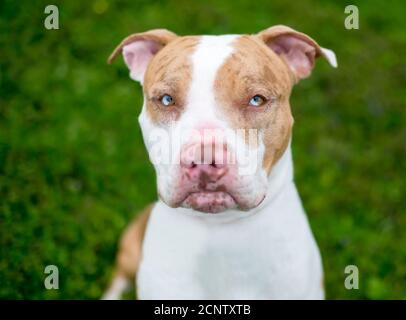 Ein roter Catahoula Leopard Dog Mischlingshund mit sektoralen Heterochromie in den Augen und ein mürrischer Ausdruck auf seinem Gesicht Stockfoto