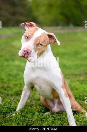 Ein roter Catahoula Leopard Dog Mischlingshund mit sektoralen Heterochromie in den Augen Stockfoto