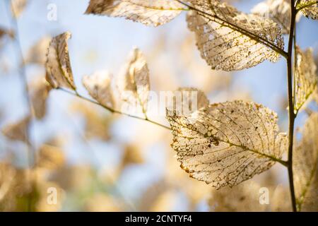 Getrocknete Skelettblätter beim Brunch im Hintergrund des Himmels. Ausschreibungsstruktur. Stockfoto