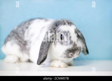 Ein graues und weißes, loppohrig Kaninchen, das sich hinlegt Stockfoto