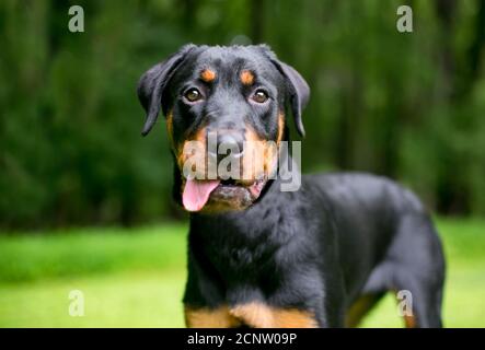 Ein Rottweiler Hund macht mit seiner Zunge ein lustiges Gesicht Aus dem Mund hängen Stockfoto