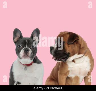 Team von französisch Bulldogge und Boxer trägt roten Kragen und Keuchend auf rosa Hintergrund Stockfoto