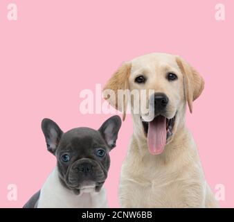 Team aus zwei Hunden, französischer Bulldogge und Labrador, die sich auf pinkfarbenem Hintergrund verziehen und die Zunge herausstechen Stockfoto