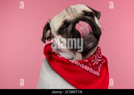 Sitzender Moorhund leckt seinen Mund mit geschlossenen Augen Und trägt ein rotes Bandana auf rosa Hintergrund Stockfoto