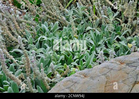 Lammohren, eine dekorative mehrjährige Pflanze ( stachys byzantina / stachys lanata / stachys olympica / Wollhedgenettle) für steinige Garten- oder Parklandschaft Stockfoto