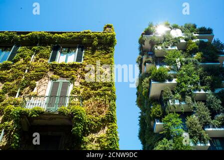 Mailand, Lombardei, Italien, Fassade mit effeu Wachstum, neben Bosco Verticale, grünes Mehrfamilienhaus, Architekt Stefano Böri Stockfoto