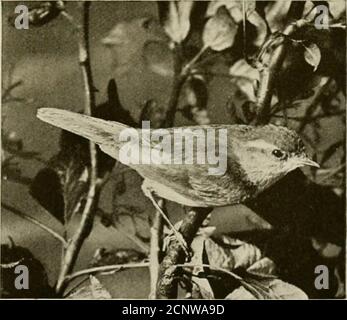 . Das britische Vogelbuch des Sportlers. Die Tatsache, dass die sechste primäre Flügelkiel hat seine äußere Bahn scalloped, während die zweite ist intermediatein Länge zwischen dem sechsten und dem neunten. In Bezug auf Farbe, ist die obere Oberfläche olivgrün, yellower auf den Lenden als Else-wo; der Augenbrauen-Streifen ist hellgelb; der Flügel und die Schwanzfedern sind dunkelbraun mit olivgrünen Rändern; und die Unterfläche ist stumpfes Weiß mit einem Hauch von grünlichem Buff. Jungvögel sind grüner als ihre Eltern, mit einem helleren Augenbrauenstreifen. Die Tatsache, dass es inein früheres Aussehen als die Weidenzacken, Ankunft in England Stockfoto