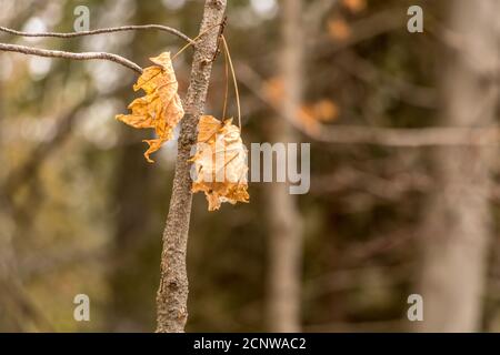 Ahornblätter überleben den Winter in Crawford Lake, Ontario Stockfoto