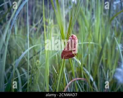 Schöne Zigeunermotte Lymantria dispar mit langen schmalen Kaninchen-ähnlichen Ohren sitzen und ruht auf einem Gras im Park. Stockfoto