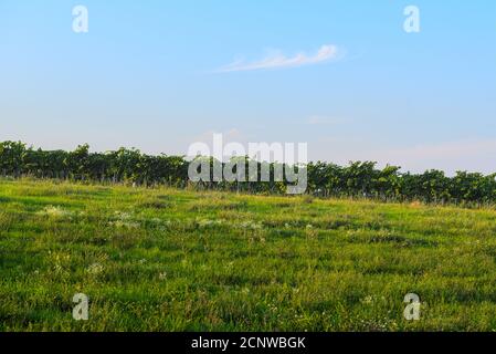 Weingarten hinter einem Feld im Abendlicht Stockfoto