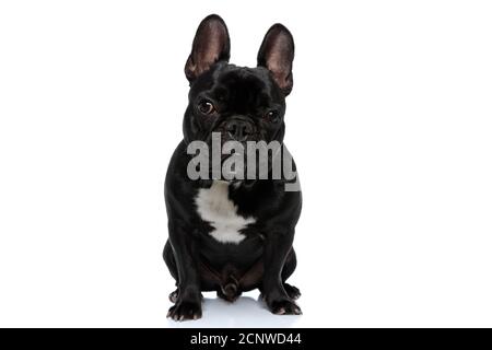 Zuversichtlich Französisch Bulldog Welpen freuen sich und aufmerksam, sitzt auf weißem Studio Hintergrund Stockfoto