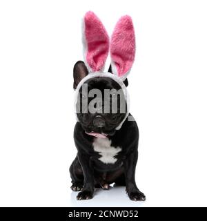 Lustige Französisch Bulldogge Welpen tragen Kaninchenohren, sitzt auf weißem Studio Hintergrund Stockfoto