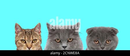 metis Katze, British Longhair Katze und Scottish Fold Katze stehen Seite an Seite und schauen auf die Kamera auf blauem Hintergrund Stockfoto