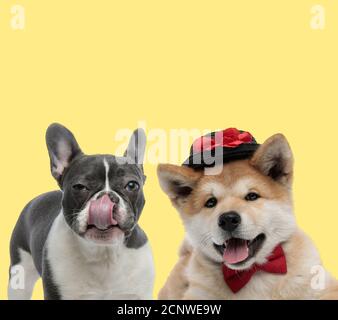 Cute französisch Bulldog Hund leckt Nase neben einem eleganten akita Inu Hund trägt Fliege und Hut glücklich auf gelb Hintergrund Stockfoto