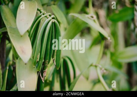 Vanilleplantage. La Digue Insel ländliche Landschaft. Natur der Seychellen Inseln. Stockfoto