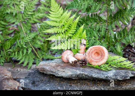 Russulen auf Steinen vor dem Hintergrund von Farnen in der Wald Stockfoto