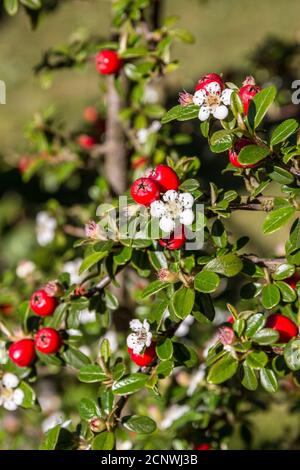 Gemeine Eberesche mit weißen Blüten und roten Beeren Stockfoto