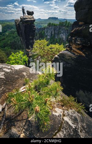 Unerkannte Silhouette Kletterer auf Berggipfel in berühmten Bastei Felsformation des Nationalparks Sächsische Schweiz, Deutschland. Kiefer im Vordergrund. Stockfoto