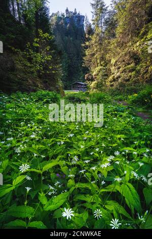 Ein kleiner Wasserfall umrahmt von großen Felsen mit Moos in einem Wald mit umgestürzten Bäumen am Morgen im Polenztal, Sachsen. Stockfoto