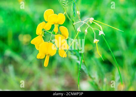 Faboideae oder fabaceae, ländliche gelbe Blume auf verschwommenem grünen Natur Hintergrund Stockfoto