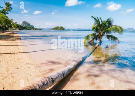 Umgestürzte Palme am Sandstrand von Corong, El Nido, Palawan, Philippinen. Stockfoto