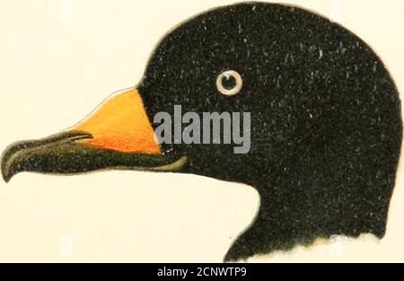 . Bericht über Naturhistorische Sammlungen in Alaska zwischen den Jahren 1877 und 1881 gemacht . Stockfoto