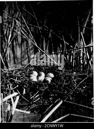 . Nordamerikanische Vögel Eier . e spitz und Speer-wie Schnabel. Diese Vögel aresimilar in ihren Gewohnheiten zu den Grebes, außer daß ihre Häuser im Allgemeinen moresubantially errichtet werden und nach einem festen Fundament gelegt werden, im Allgemeinen nach anisland ist irgendein Binnensee. Sowohl Loons als auch Grebes sind buchstäblich Wasserhexen, die praktisch sind und im Falle von Grebes tatsächlich im Wasser geboren und danach darin leben.Loons sind starke Flieger, aber wie die Grebes müssen sie wegen ihrer kleinen Flügel ihren ersten Impuls aus dem Wasser bekommen, um sich zu erheben; Falls es irgendeinen Wind gibt, wehen sie al Stockfoto