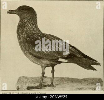 . Das britische Vogelbuch des Sportlers. Mit ihren Gewohnheiten ist das Bähnchen dieser Vögel, al-though eines Möwenliketyps, breiter atthe Basis, mehr gewölbt, und hat die Spitze von itSupper halb überhängend-ing das untere. ASIN die Möwen und Seeschwalben, die drei Vorderzehen werden mit-Gether durch Netze verbunden, unddie Hinterzehe ist klein; während die Vorderfläche des Schaftes des Beins durch largetransverse Schildartige Schuppen geschützt wird. In den langen und spitzen Flügeln, so bewundernswert für einen starken Schwingenflug angepaßt, ist der erste Federkiel der längste; und im langen und abgerundeten Schwanz, der ein wirksames Ruder bildet, thetwo mittig Stockfoto