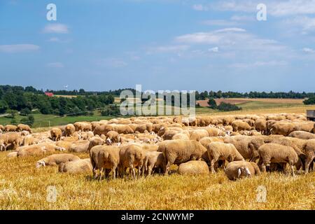Schafherde auf einer Wiese, Deutschland Stockfoto