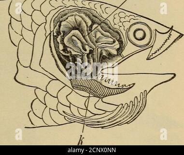 . Halbe Stunden mit Fischen, Reptilien und Vögeln . gglingthrough the Grass, Wending ihren Weg über Land. In der Klimabarche kann die Kiemenabdeckung leicht bewegt werden und die Kiefern darauf werden von den Fischen verwendet, um bei ihren Reisen zu helfen.die Kiemenkammer ist 7 größer als bei anderen Fischen und hat Kiemenproper und Singularchamber für die Rücknahme von Luft (Abb. 37).die Fische können nicht auf die Luft leben, die sie aus dem Wasser wieder aufleben. Wenn es im Wasser ist, atmet es durch seine Kiemen, wenn es aber an Land ist, oder wenn es wie oft an die Oberfläche steigt, füllt es die kleinen Kammern mit Luft, die direkt aufgenommen wird Stockfoto