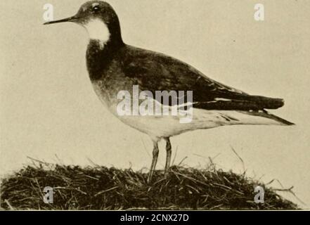 . Das britische Vogelbuch des Sportlers . Diese Gruppe von Vögeln ist gewöhnlich, obwohl sie als Plover bezeichnet wurden. Noch ist es sehr schwierig, und vielleicht unratsam, zu versuchen, gut etablierte Namen zu ändern, und Phalarope werden sie daher wahrscheinlich bleiben.von vielen Ornithologen werden diese Vögel als Vertreter einer Unterfamilie, die Phalaropinai, von sich aus betrachtet ; Aber nach dem System 128 FOLGTE DIE PLOVER-GRUPPE hier dem thc-Bogen, der als Teil der Totanina klassifiziert wurde; besonders unterschieden sie b das Vorhandensein eines geloopten oder scalloped Netzes entlang der Eachside der drei vorderen Zehen, und auch durch thei Stockfoto