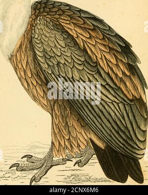 . Eine Geschichte britischer Vögel. Von Rev. F.O. Morris ... . .*0!- %,^.3^^r*^ii^£ griffon-GEIER. G .^/^^ GESCHICHTE BRITISCHE VÖGEL. / DIE REV. F. O. MORRIS, B.A., MITGLIED DER A8HMOLKAN SORIKTY VOL. I. ENTHÄLT 40-TLIILEE-FARBIGE ENGBAVINGS. ^Gloria in excelsis Deo. LONDON: GROOM BRIDGE AM) SONS, 5, PATERNOSTER ROWHISTORYOFBRITISH01MORR Stockfoto