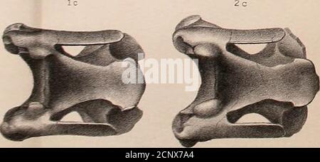 . Bericht über die geologische Erkundung der vierzigsten Parallele. Stockfoto