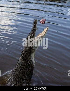 Ein wildes Salzwasser-Krokodil springt aus dem Wasser Für Lebensmittel im nördlichen Gebiet Billabong in Australien Stockfoto