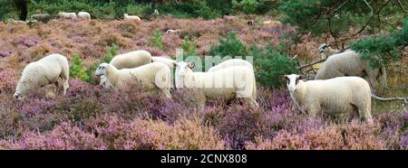 Herde weidender Schafe in einem fliederfarbenen Heidefeld Stockfoto