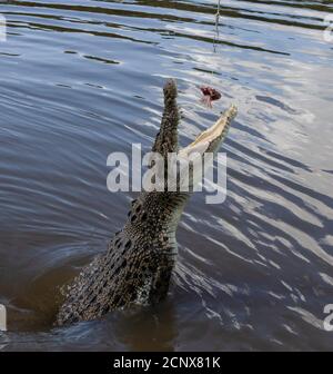 Ein wildes Salzwasser-Krokodil springt aus dem Wasser Für Lebensmittel im nördlichen Gebiet Billabong in Australien Stockfoto