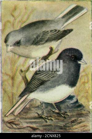 . Nature Study Birds : EIN Buch für Anfänger in Bird Study . 40 Es war fast Mittag. Wir saßen auf einer kühlen, schattigen, moosigen Bank. Der Boden war steil abfallend bis zum Bett eines lauten kleinen Baches. Ich erinnere mich an einen Tag letzten Sommer, Dorothy, als ich in justsuch ein Platz wie dieser saß. Der Boden war mit der gleichen Art von Moos bedeckt, der Bach war genauso laut und ein Stein al-most wie der, auf dem Sie areleaning war nur ein paar Meter von mir entfernt.Es war auf einem dieser schönen ist-Länder, die die Maine Küste Punkt. Ich hatte eine große Möwenkolonie studiert, über die ich Ihnen später erzählen werde. Nun, ich wa Stockfoto