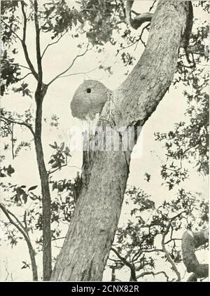 . Nester und Eier von Vögeln fanden Zucht in Australien und Tasmanien . nd auf der Blackall Range. Die alten Vögel fressten Ende September flügge; die grelligen Schreie der Jungen machten einen der ersten markanten Geräusche der Vogelwelt des Busches. Für die Zucht bildet sie in der Regel einen Tunnel in einem Weissen Ameisennest auf einem Baum, und in einer vergrößerten Kammer am Terminus legt sie vier oder fünf, selten sechs, abgerundete Perlweiß-Eier. Manchmal ist der Nistplatz tief unten, oft in einer Höhe zwischen zwanzig und dreißig Fuß, aber selten mehr als fünfzig oder sechzig Fuß vom Boden entfernt. Stockfoto