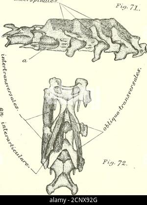 . Die Myologie des Raben (Corvus corax sinuatus.) Ein Leitfaden zur Untersuchung des Muskelsystems bei Vögeln . . Ich habe gesehen, dass die posteriortendinen Enden des longissimus dorsi über die hinderliche Öffnung dieses Kanals hinausragen und in einigen Fallenfast die überlegenen kaudalen Muskeln erreichen. Natürlich ist der Muskel bei Eeptiles über die gesamte Länge des Rückens und Schwanzes bis zur Spitze des letzteren kontinuierlich. In unserem Subjekt entsteht auch der longissimus dorsi eine Reihe von kurzen und deutlichen Sehnen abwechselnd von den vorderen und hinteren Extremitäten der Endpunkte der neuralen Dornen aller Dorsale Stockfoto