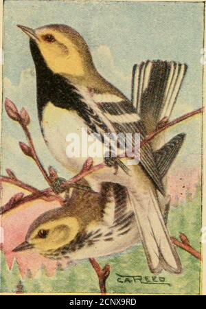 . Vogelführer . EN-WARBLER. GG7. Dendroica virens. 5 Zoll. Kehle schwarz; zwei Flügelstangen und äußere Schwanzfedern weiß; Weibchen mit wenig schwarz auf der Kehle. Ein gewöhnlicher Vogel in Kiefernwäldern im Norden von UnitedStates oder bei Wanderungen in Birkenwäldern. Ich havefound sie am häufigsten auf Seitenhügeln bedeckt mit low-growth Kiefern. Sie scheinen sehr nervös zu sein und sind sehr aufgeregt, wenn Sie in der Nähe ihrer Nester erscheinen. Sie haben oft die Angewohnheit, mehrere Nester zu bauen, sei es mit der absichtlichen Absicht zu täuschen oder ob denn^die erste nicht zufriedenstellend war, was die Lage ansieht, ist nicht bekannt. Song. – Vollständig Stockfoto