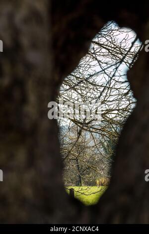 Großes Loch in einem alten Apfelbaum Stockfoto