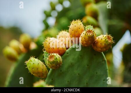 Kaktusbirne (Opuntia ficus-indica), Früchte, Katalonien, Spanien, Europa Stockfoto