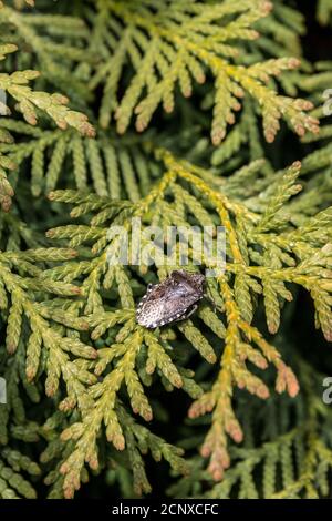 Kleiner schwarzer Käfer auf einem grünen Baum im Garten Stockfoto