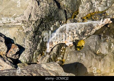 Atlantische Kegelrobbe auf dem Pembrokeshire Küstenweg Stockfoto
