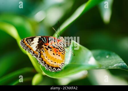 Zopf-Schmetterling (Cethosia biblis), seitlich, sitzend, Flügelunterseite Stockfoto