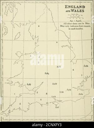 . Bulletin des British Ornithologeologists' Club . -Falte), Cheshire. „ 13. Devon und Hants Lights, Kent, Berks, GLA-morgan, Cambridge, Shropshire (Erhöhung). „ 14. Hants Lights, Dcrb^^, Radnor (verringern). , 15. Cornwall, Devon and Hants Lights, Kent,(ilamorgan, Staffordshire, Lincoln, Jjancashire(Increase).,, 111. Hants Lights, Dorset, Hants (Erhöhung), (Gloucester (wenige).., 17. Sussex Lichter, Hants, Surrey (Nester mit Eiern), Herts, Derby (increa&gt;e), Lancashire (de-creasej.„ 18. Surrey, Oxfoid. Sullblk (leichter Anstieg),J{a(hu)r (Zunahme: Nesting). ^1. Mai;1. Dorset, Glamorgan, Herts (Dekret Stockfoto