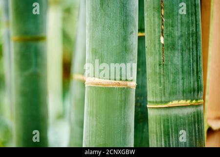 Riesiger Bambus (Dendrocalamus giganteus), Baumstämme, Nahaufnahme Stockfoto