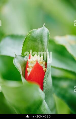 Bromeliade (Aechmea triangularis), Blume, Nahaufnahme Stockfoto